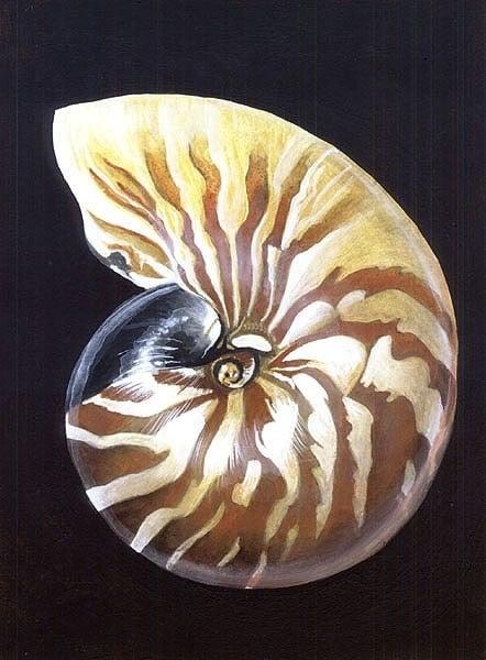 Nautilus Shell