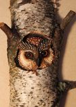 Owl Carving Wood Wall Art