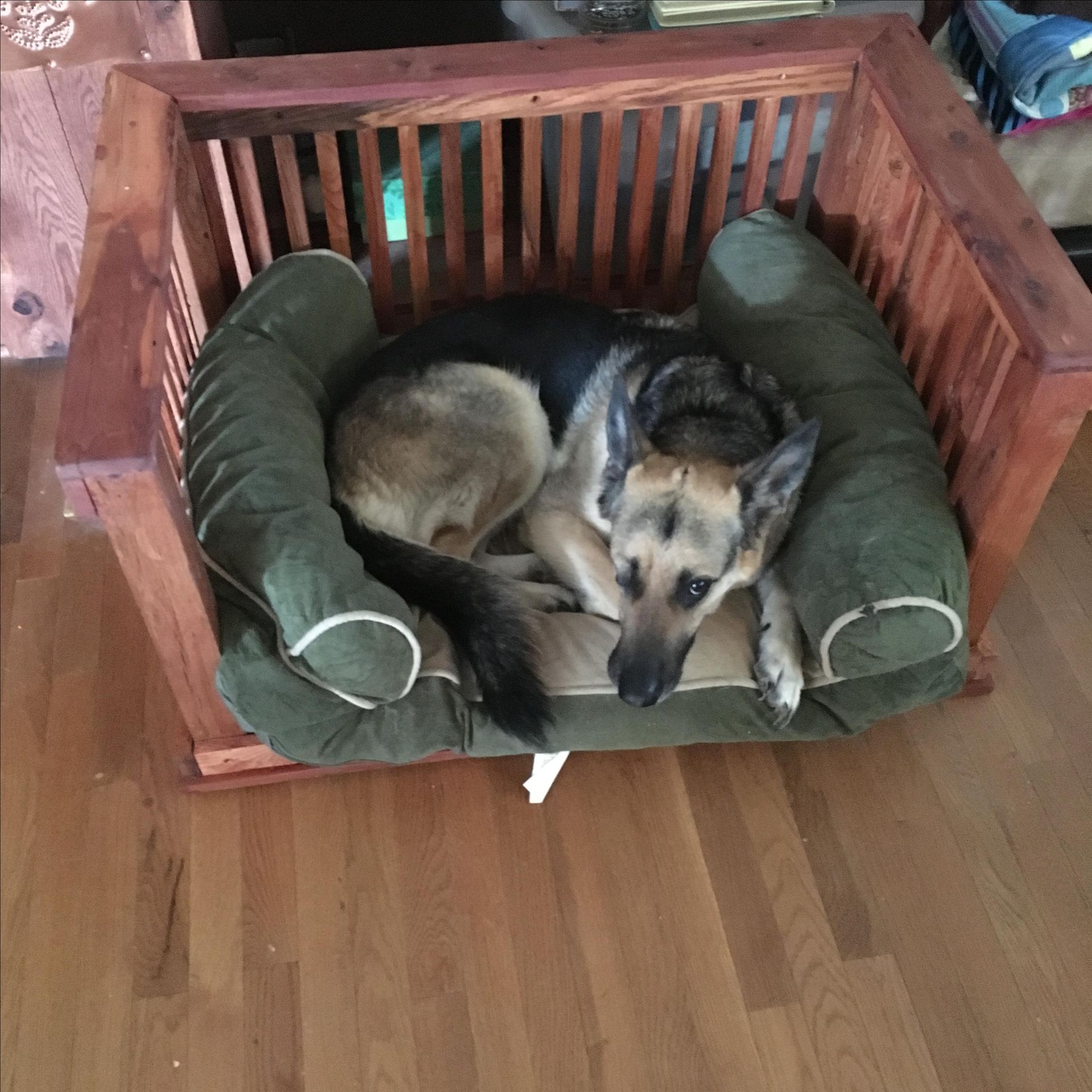 Dog Bed 3 
