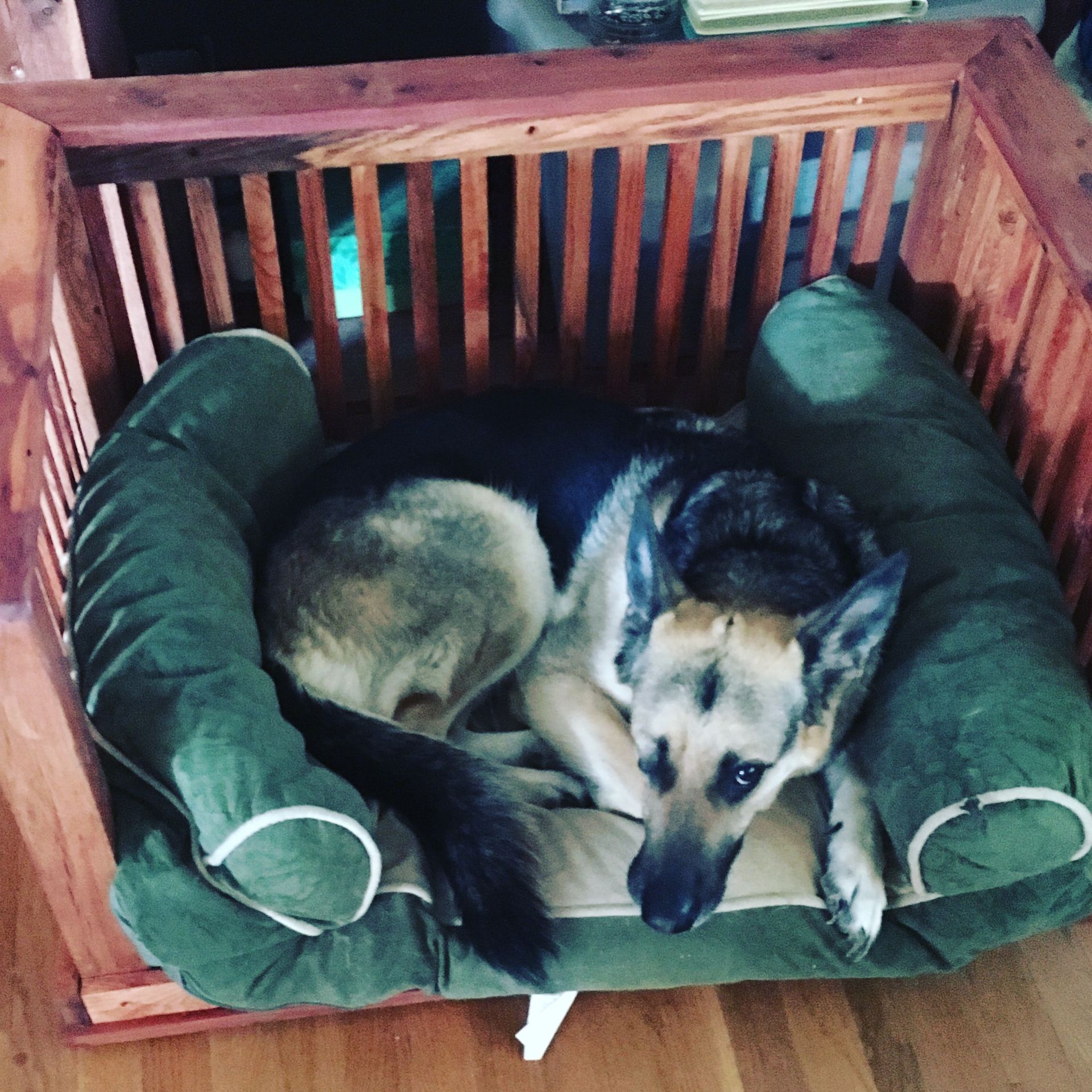 Dog Bed 5 