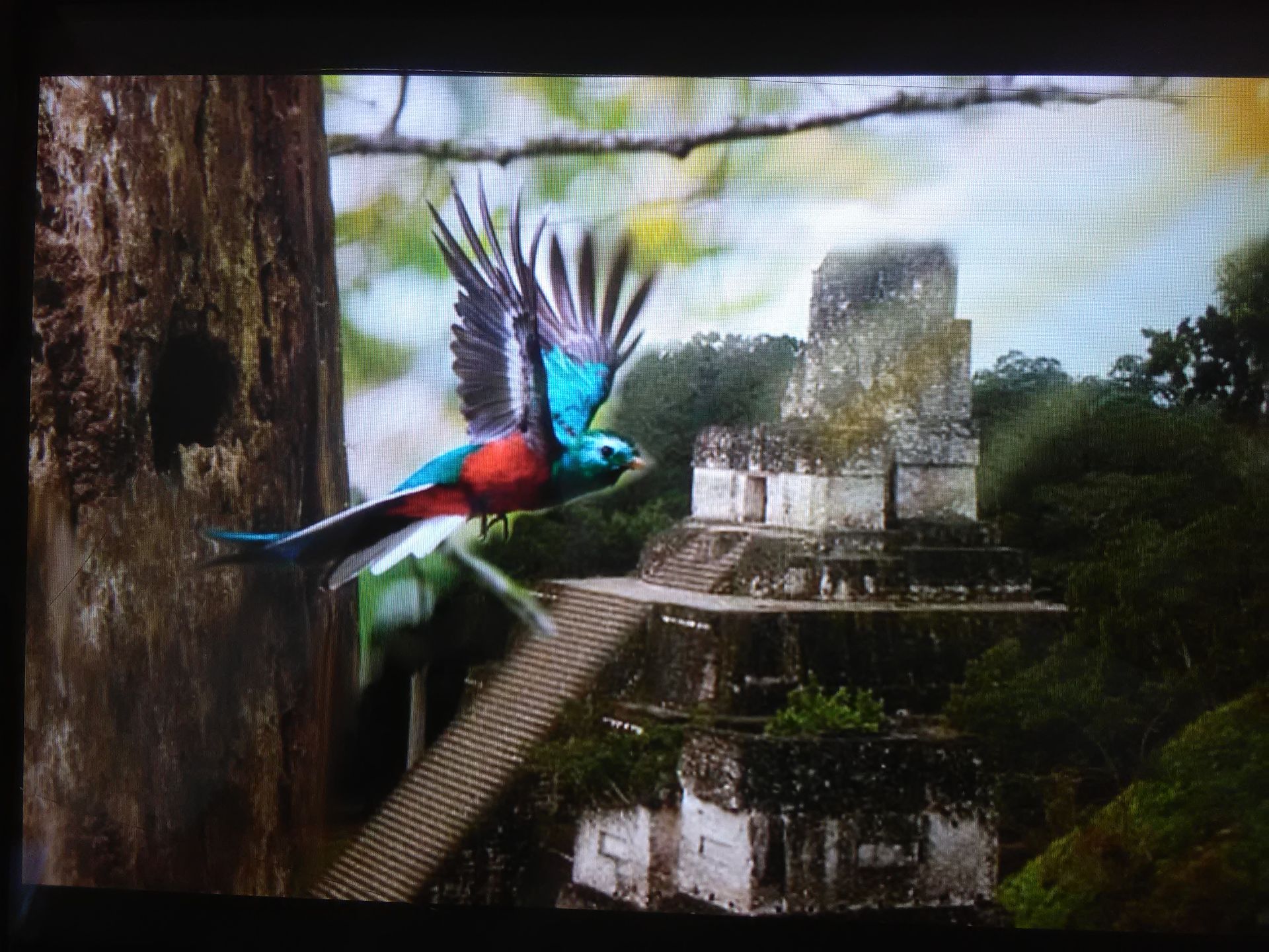 Nature, Birds And Places , Painting On Canvas 3