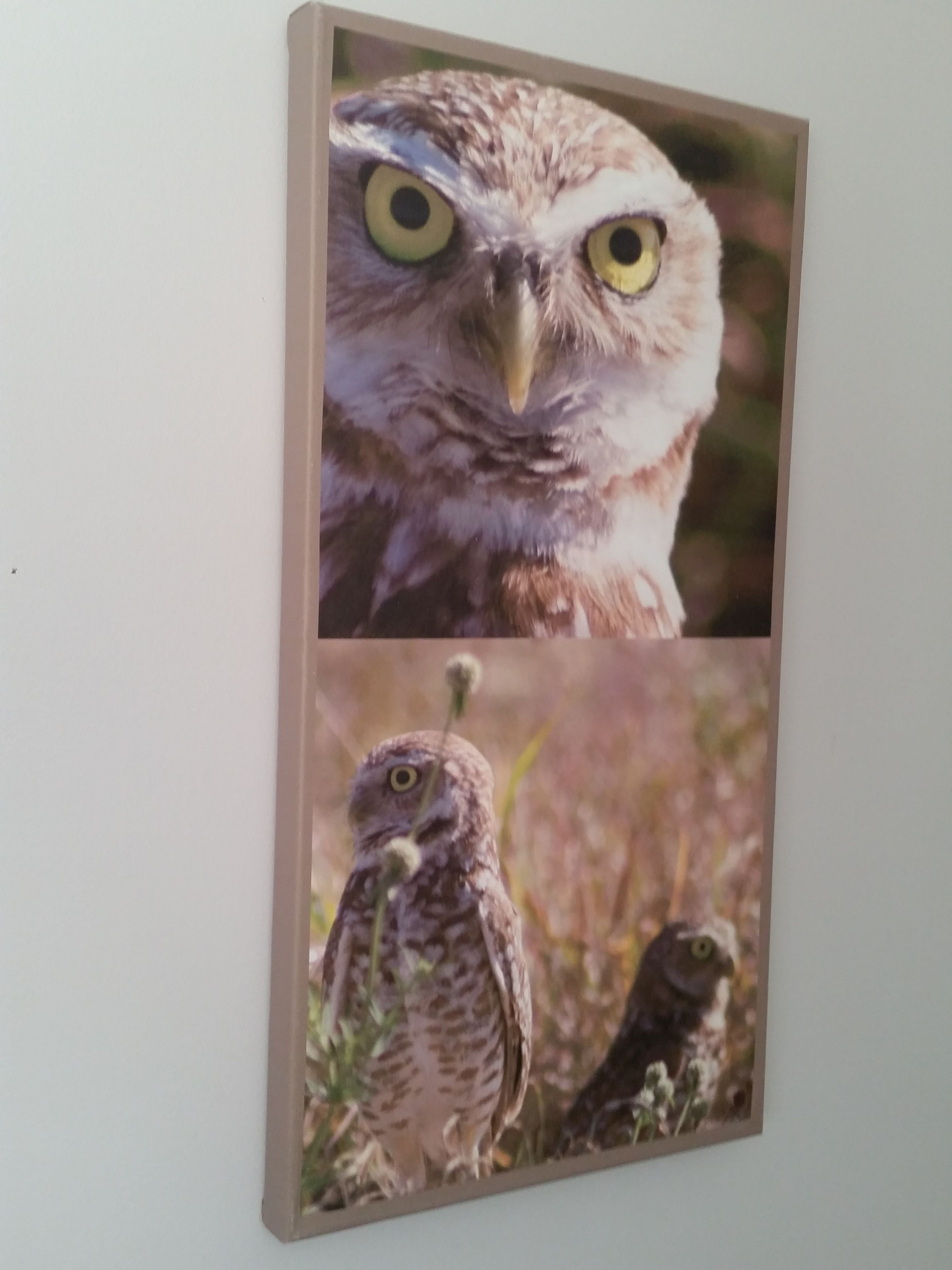 Sw Florida Burrowing Owl