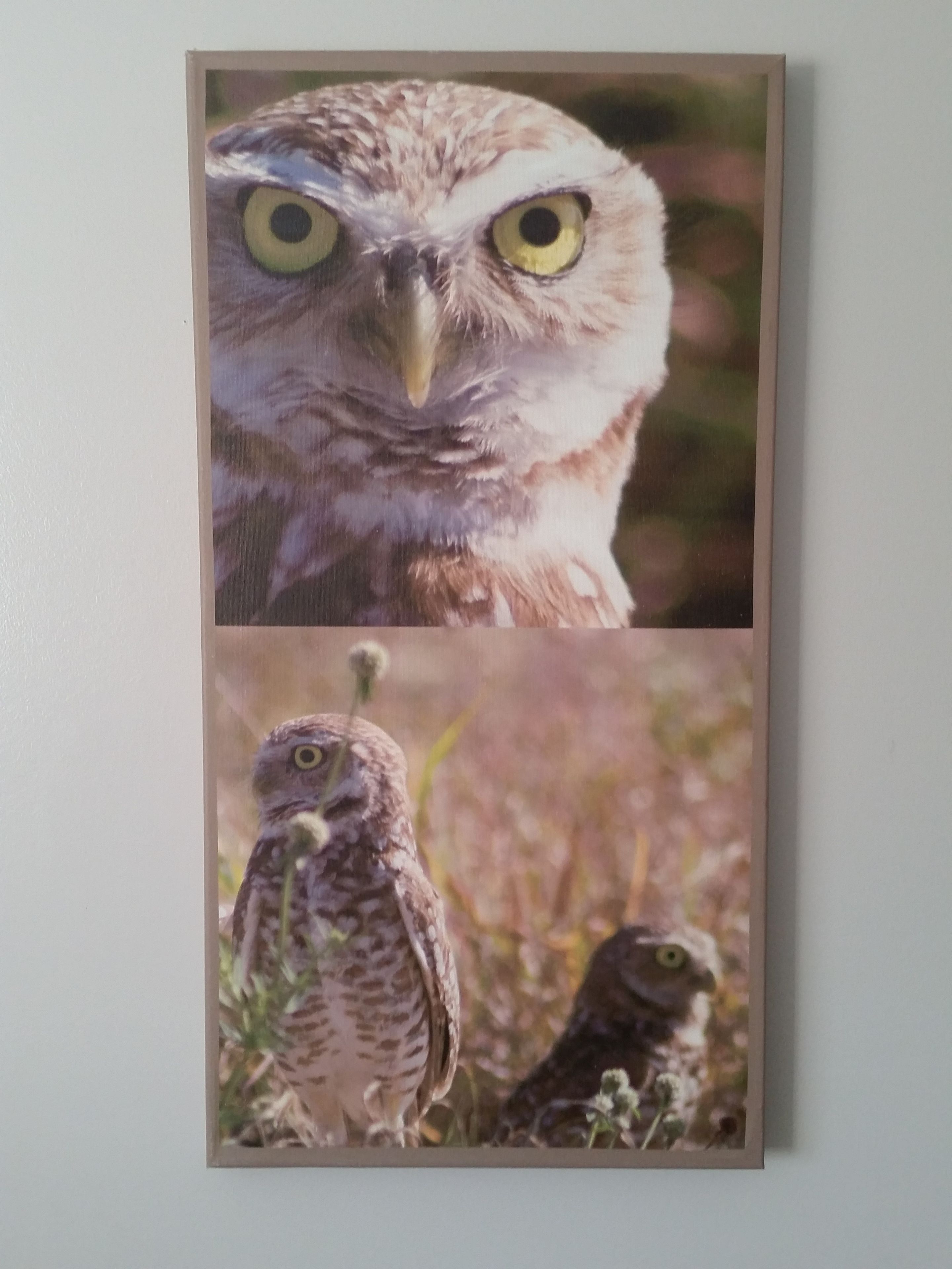 Sw Florida Burrowing Owl 2